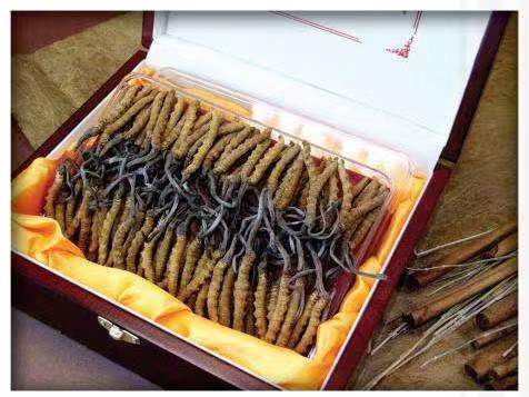 山南冬虫夏草回收